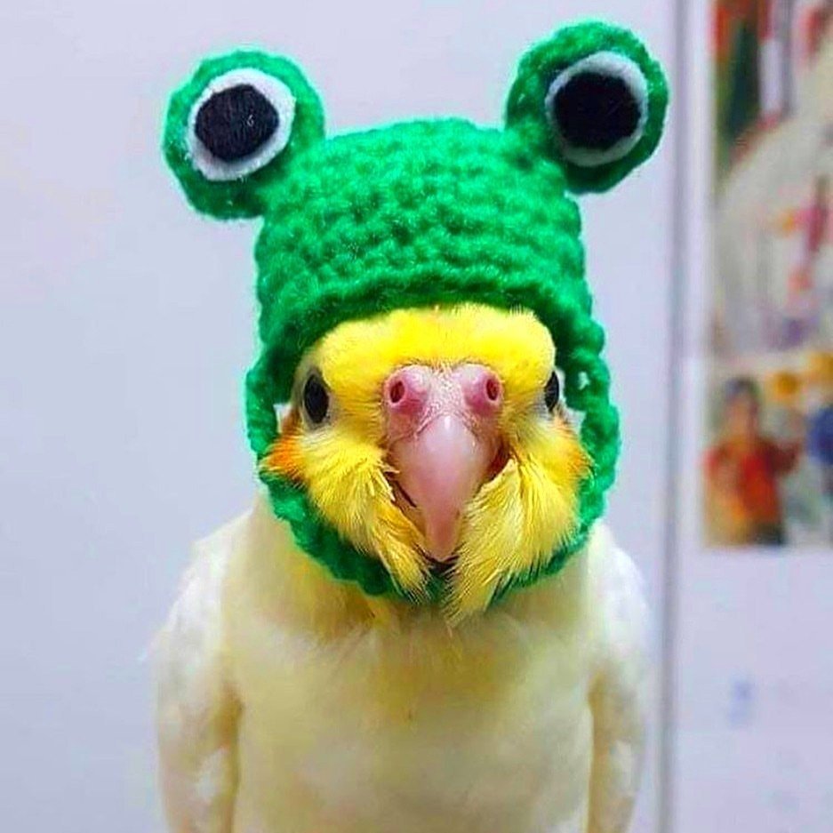 Маленький попугай 2 сидят