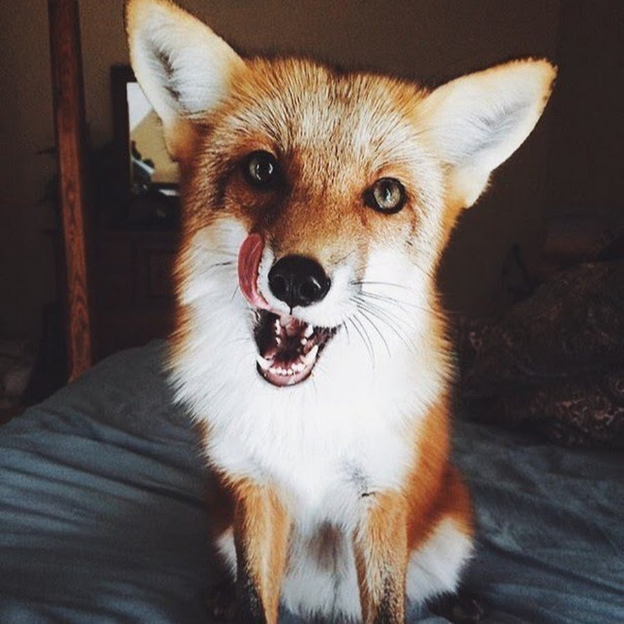 Гривистый волк