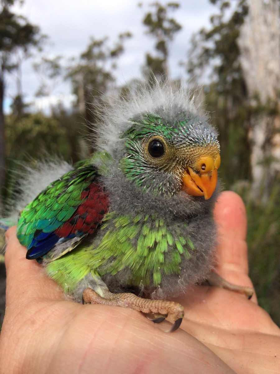 Дятловый попугайчик