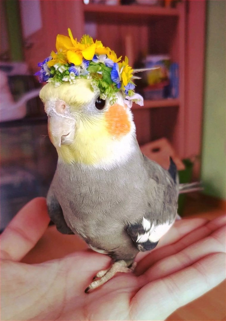 Няшный попугай