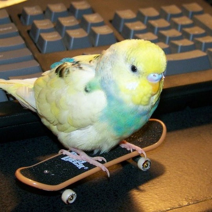 Птица какапо новая Зеландия