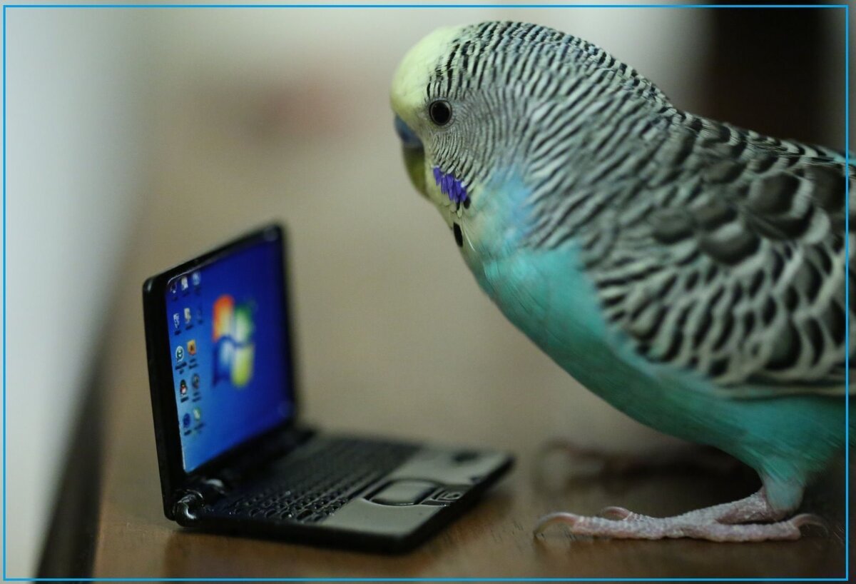 Маленькие попугаи