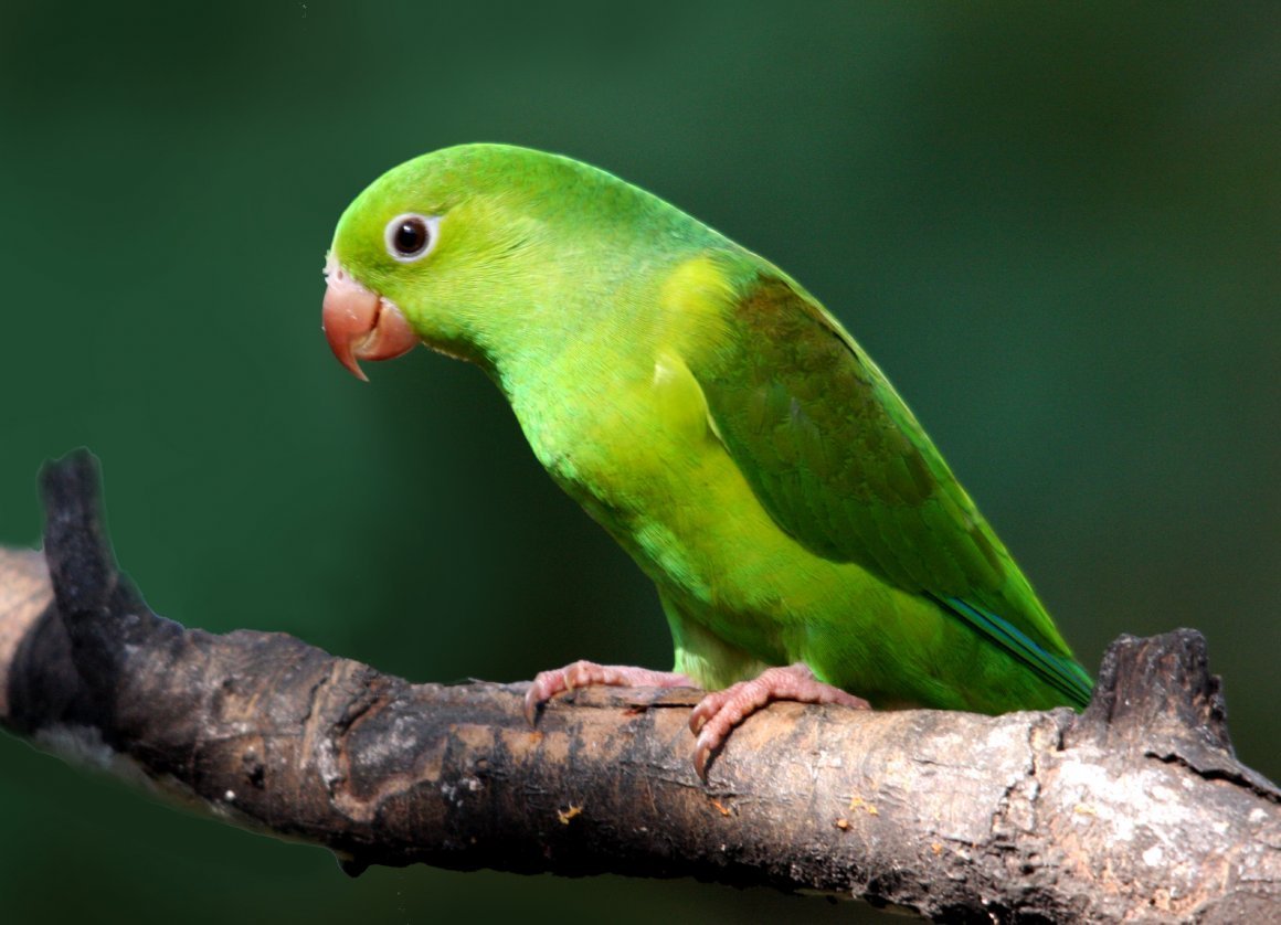 Розовощекий Амазон