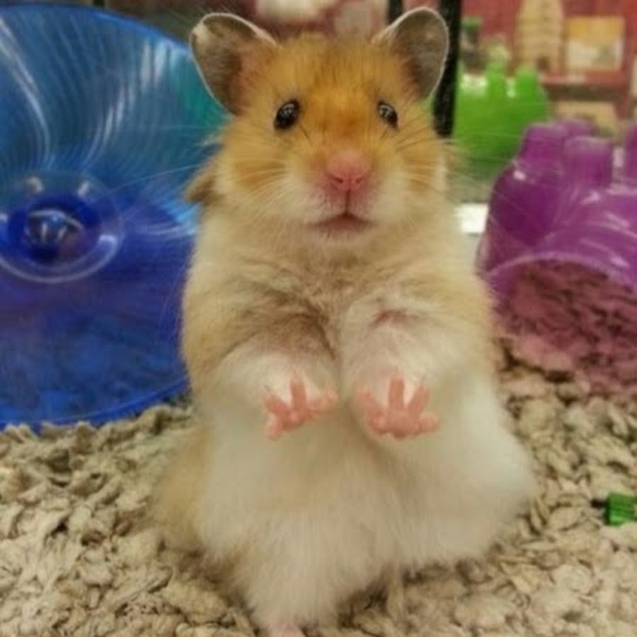 Смешные хомяки