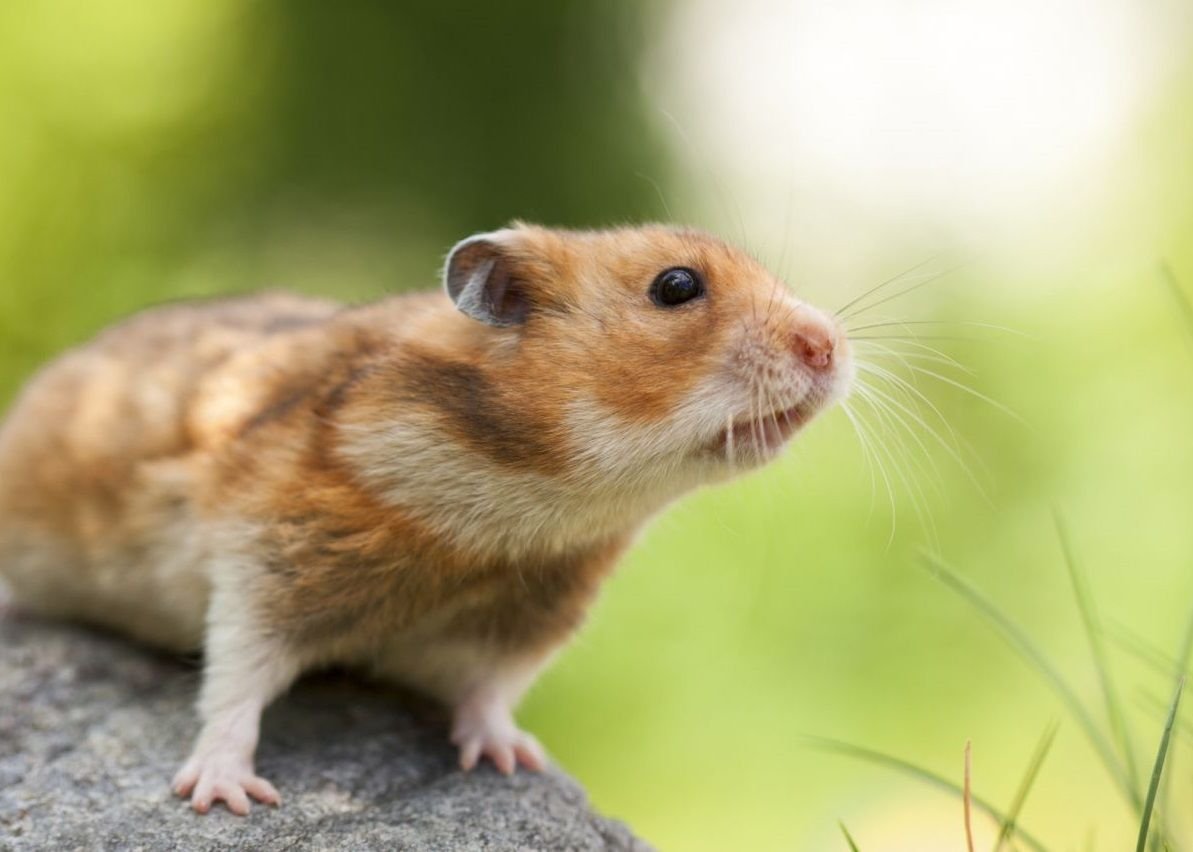Сирийский золотистый хомячок
