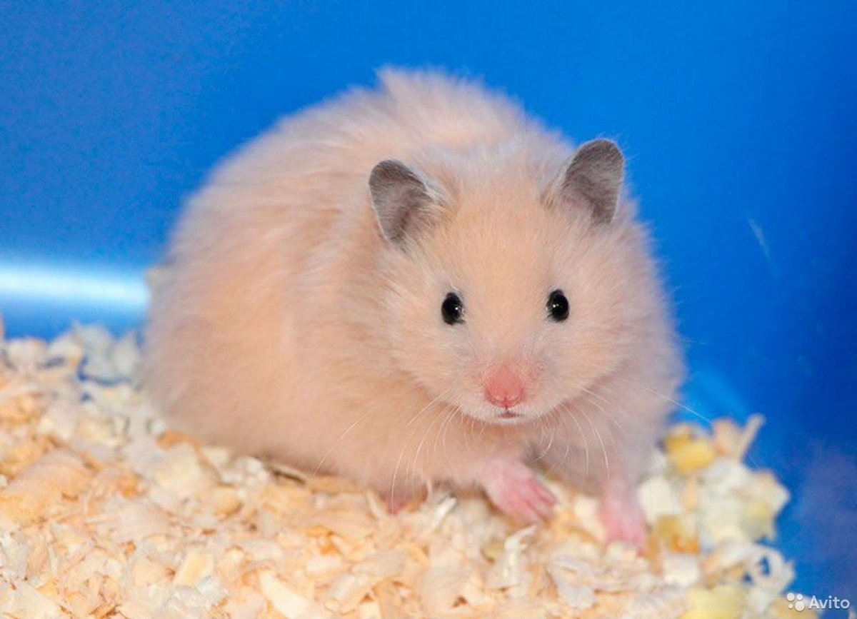 Королевский и джунгарский хомяк