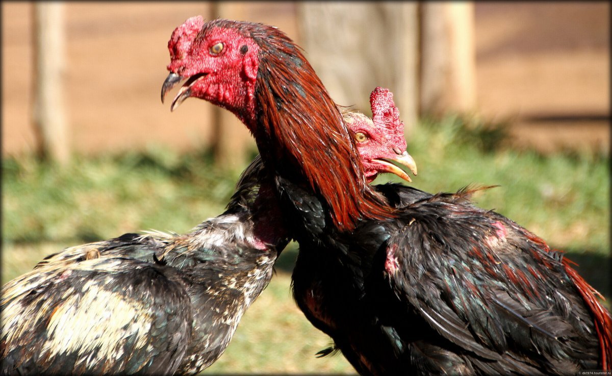 Мексиканский петух