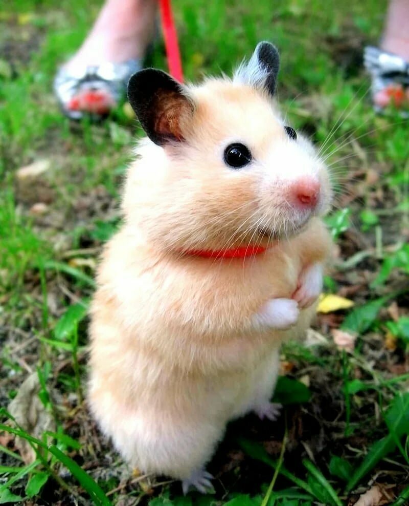 Сирийский хомяк Хома