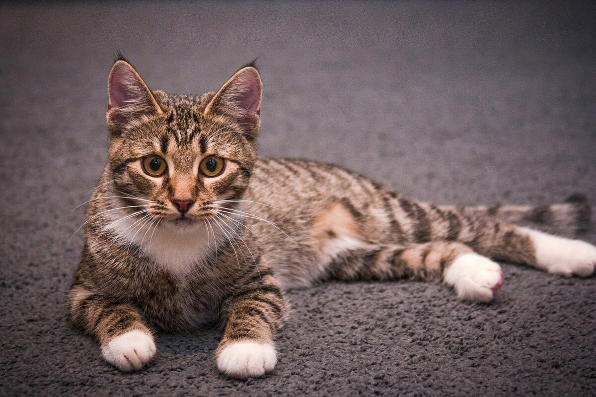 Кубанский Крысолов порода кошек