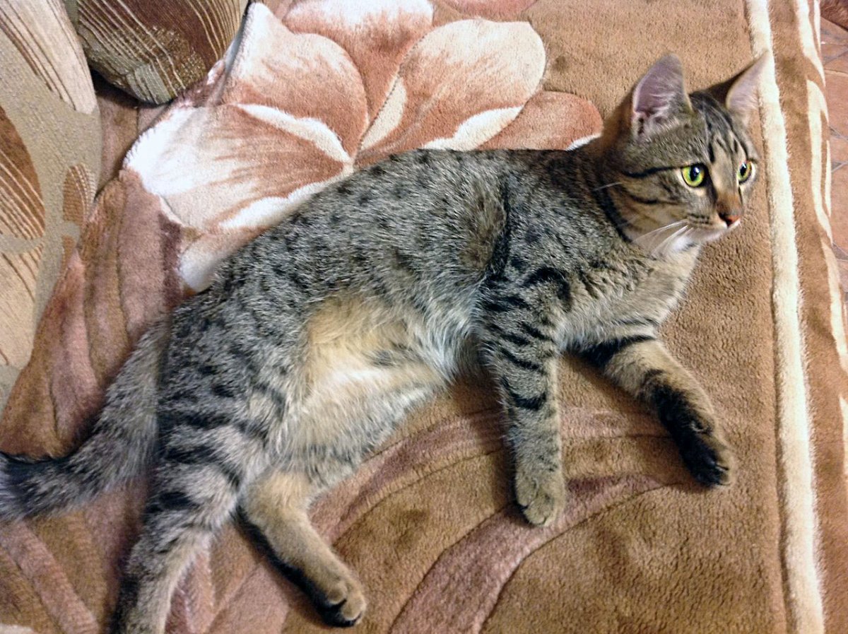 Сибирский Крысолов кот белый