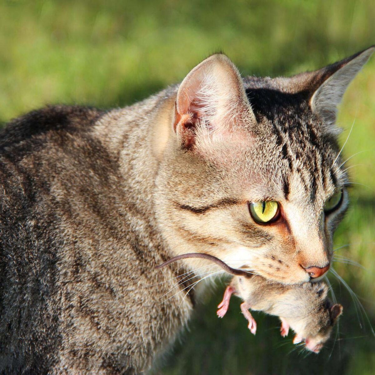 Сибирский Крысолов кошка серо белый