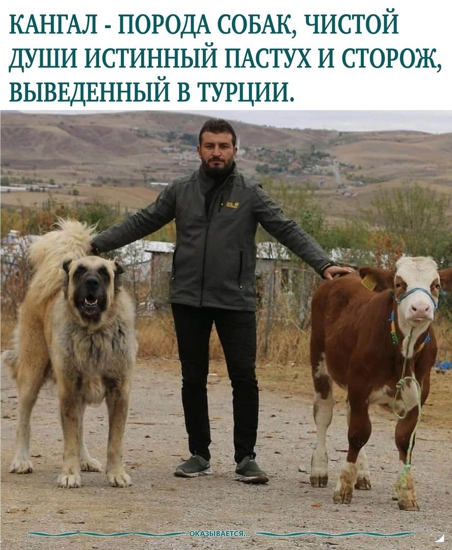 Турецкий алабай кангал большой
