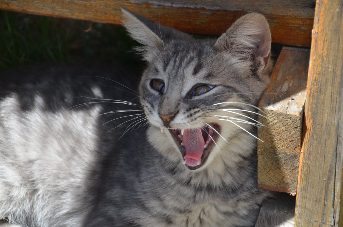 Тайский Крысолов кот