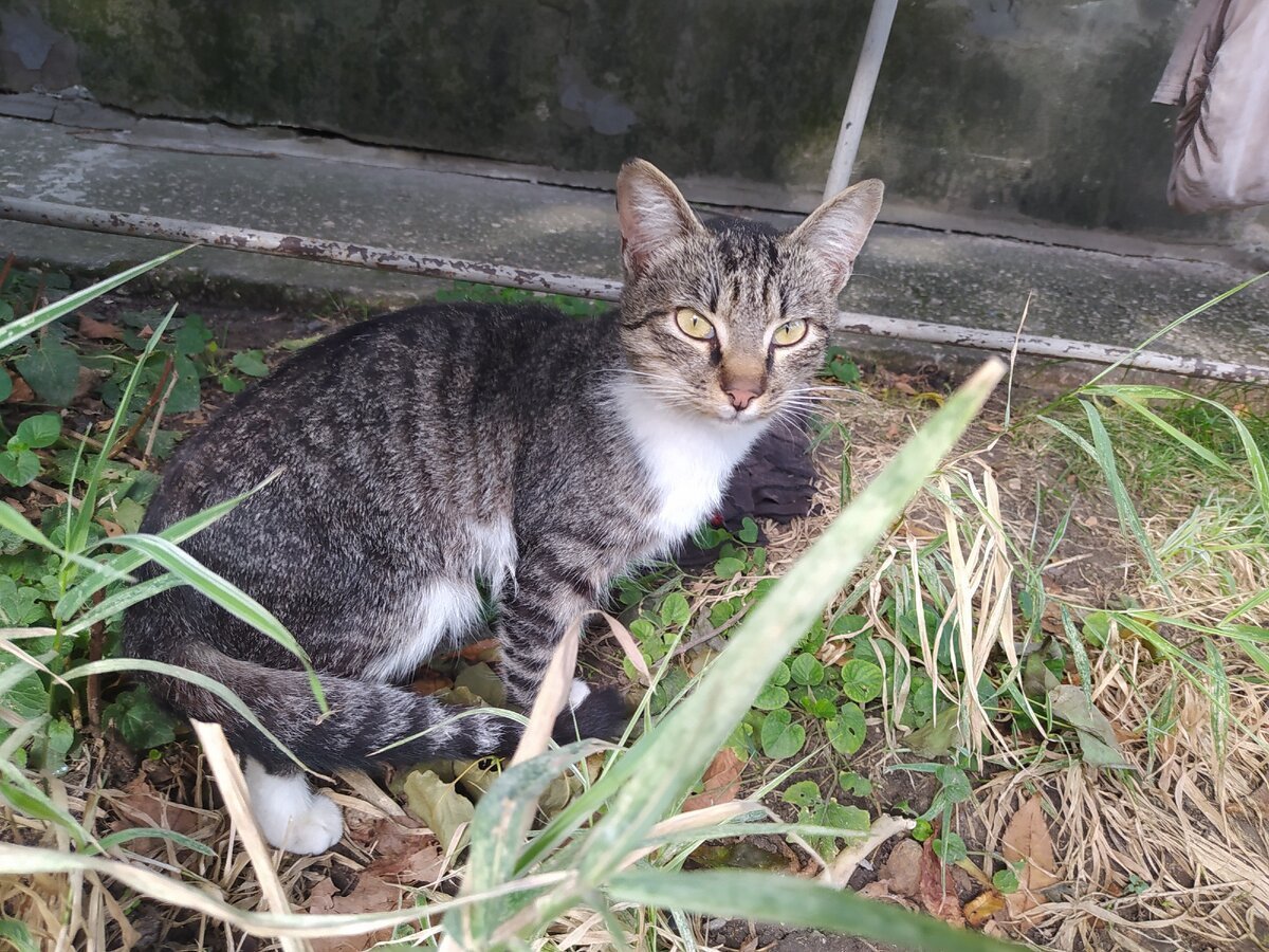 Сибирский Крысолов кошка