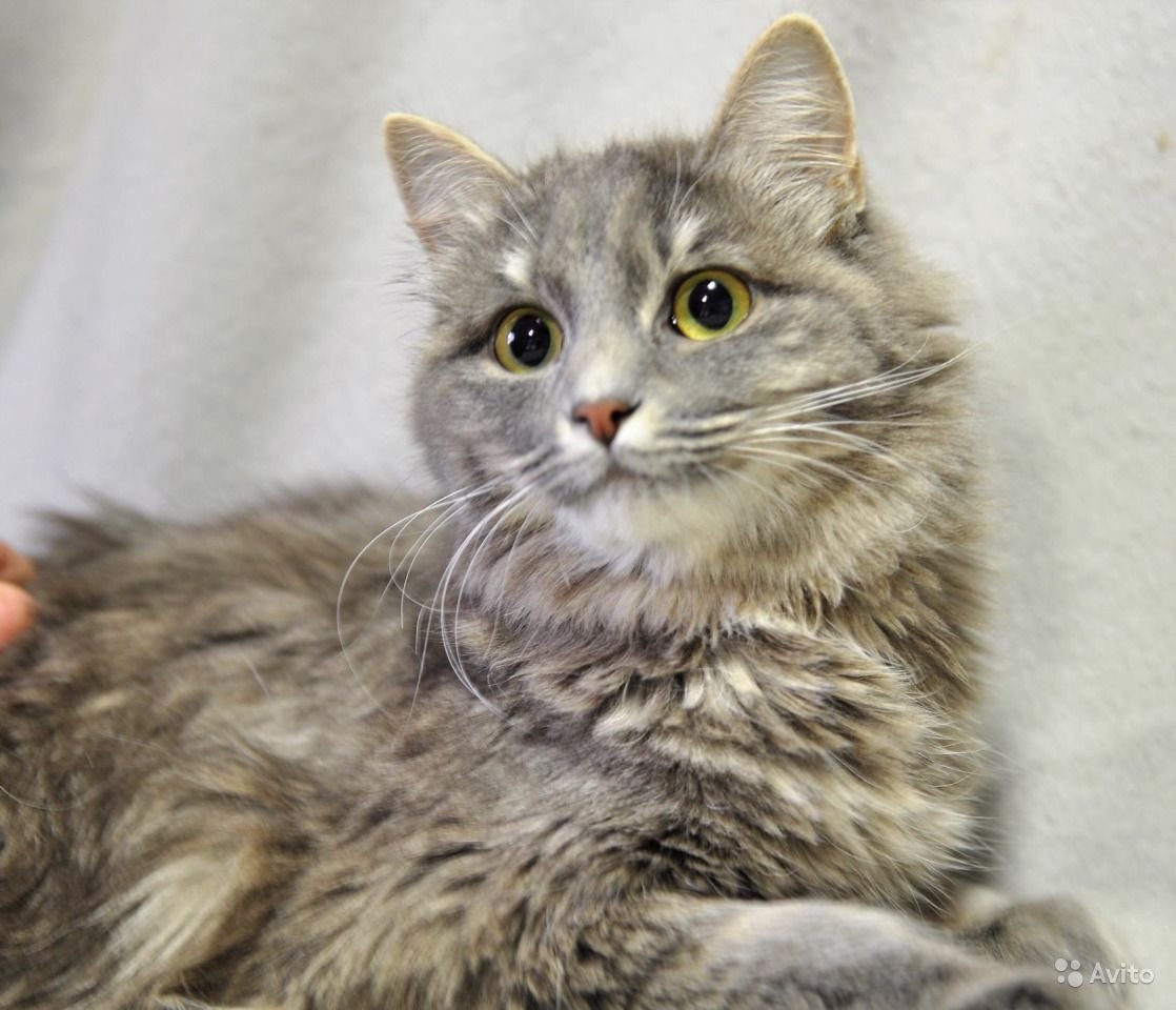 Сибирская крысоловка