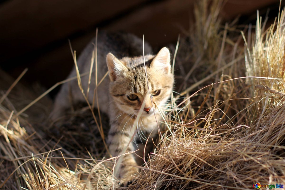 Сибирская крысоловка кошка
