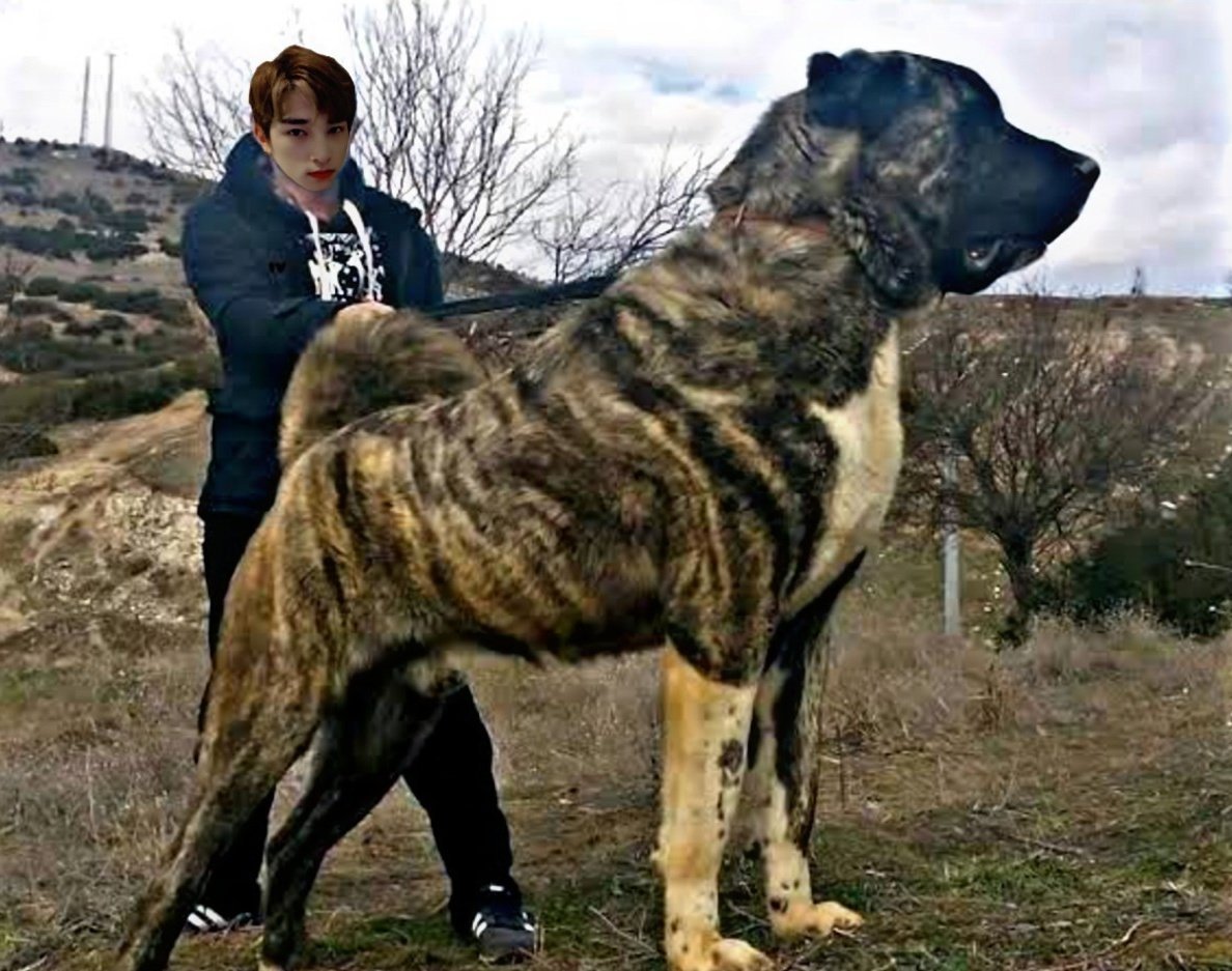 Kanqal it yavrulari