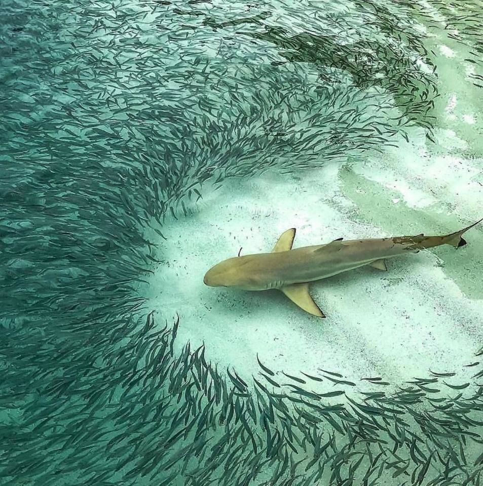 Рыбы на Мальдивах