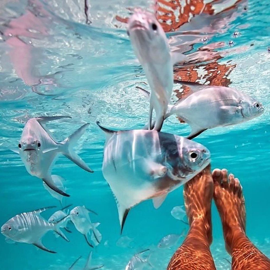 Много дельфинов