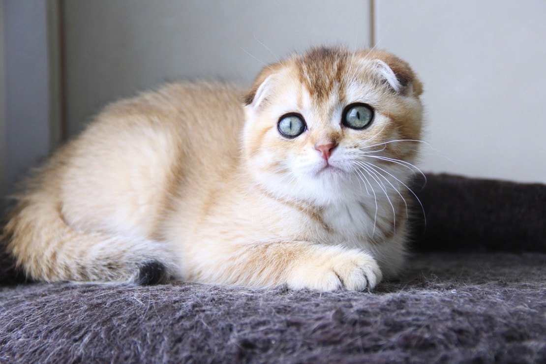 Скоттиш фолд Золотая шиншилла