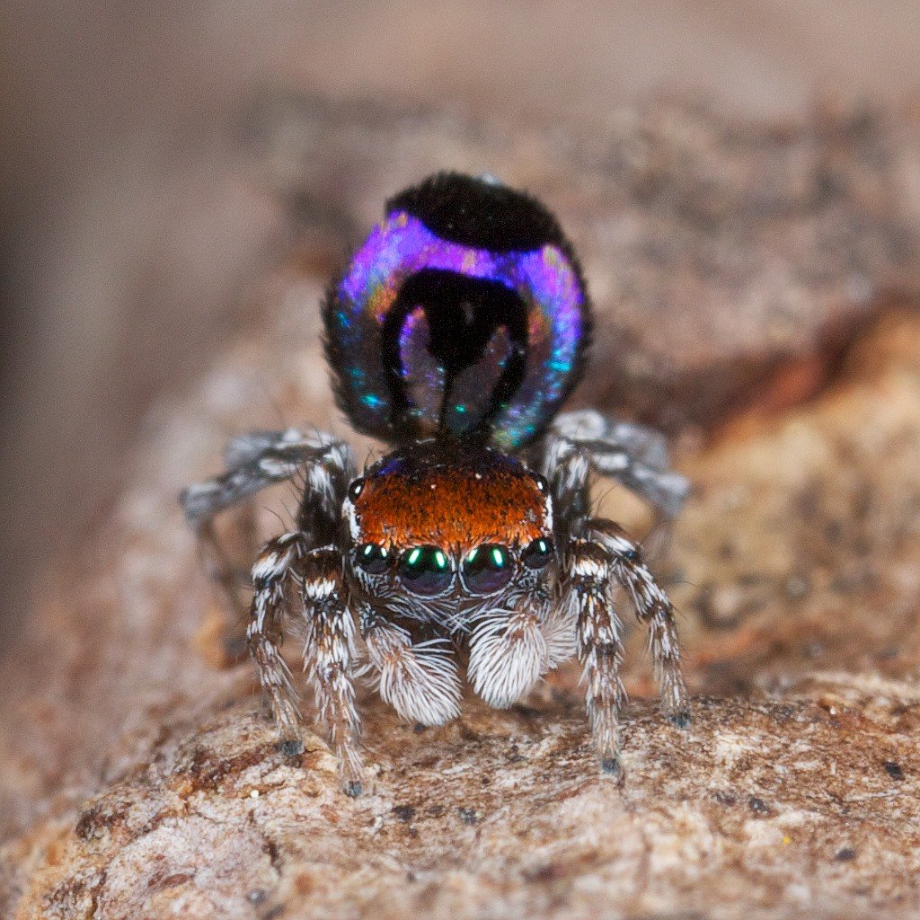 Паук-Павлин (Maratus volans)