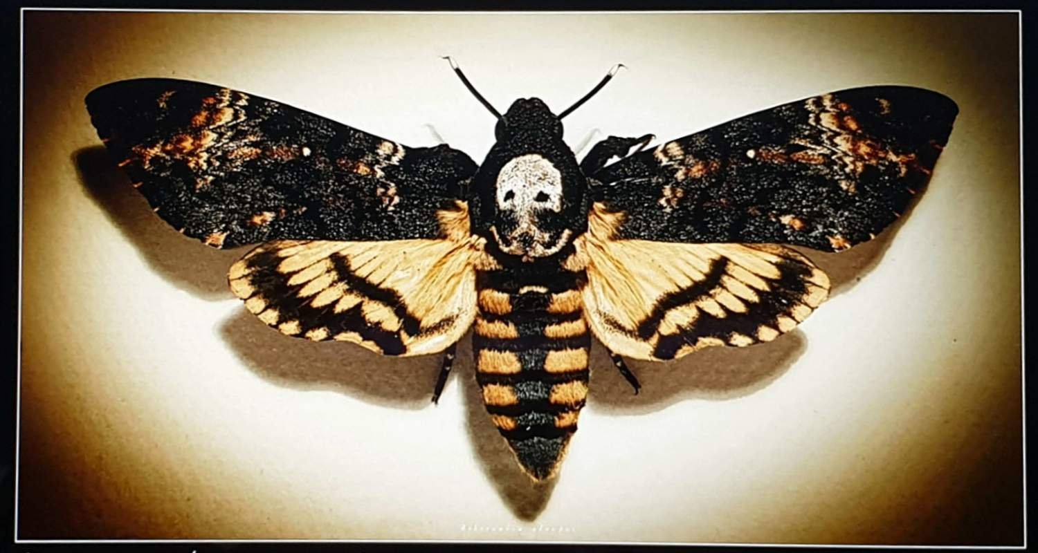 Бабочка Бражник мертвая голова