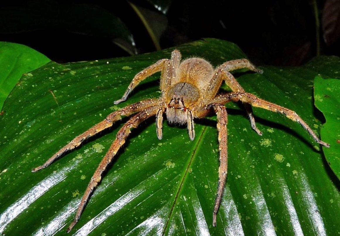Бразильский блуждающий (Странствующий) паук