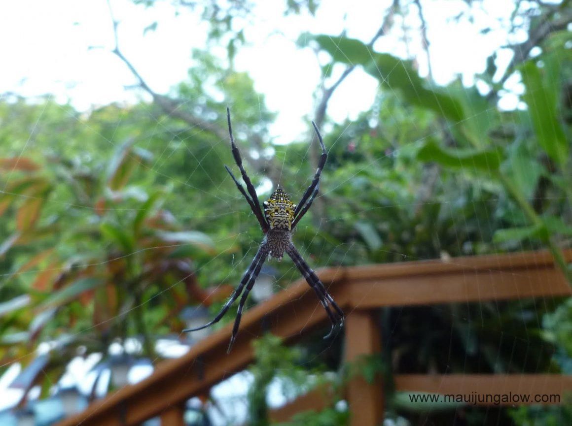Паук Хантер Тайланд