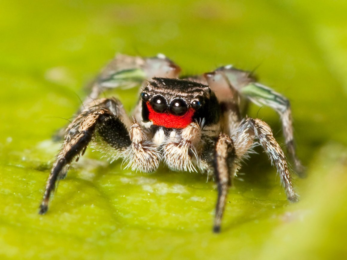 Habronattus coecatus