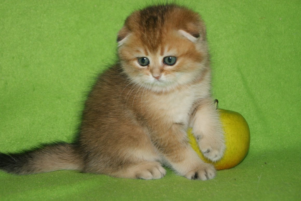 Шотландская вислоухая шиншилла Золотая тикированная