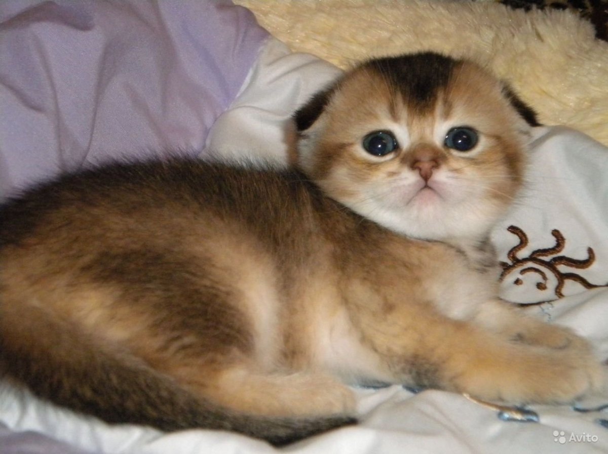 Шотландская вислоухая шиншилла Золотая тикированная