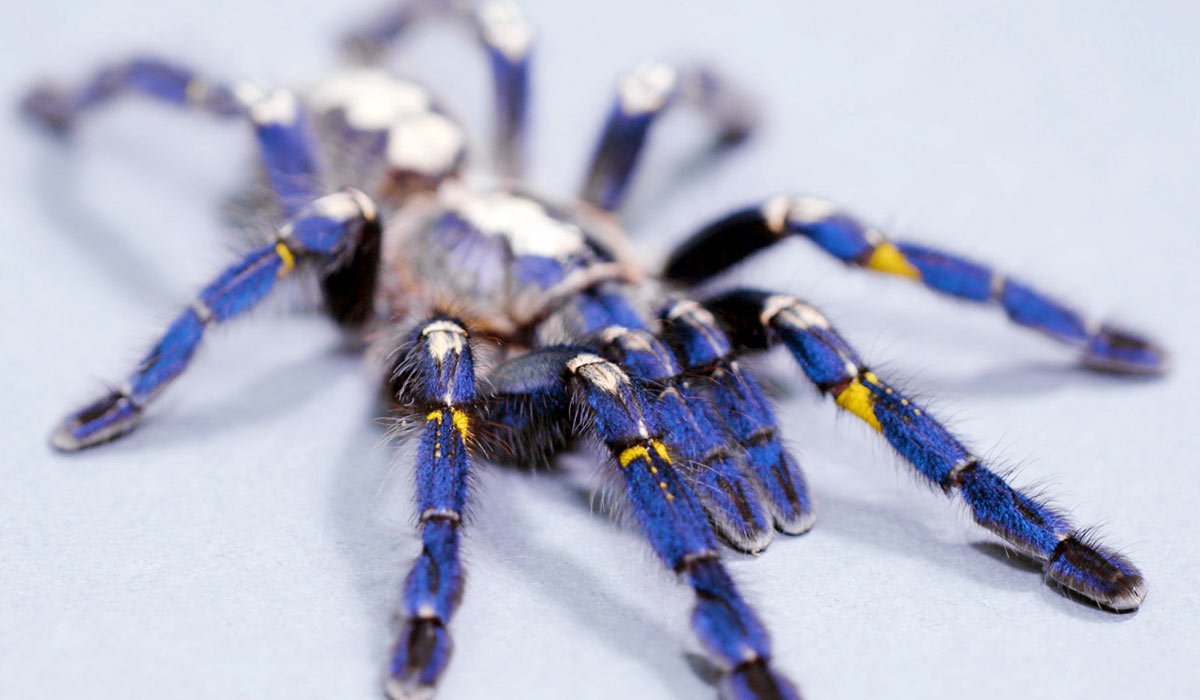 Паук птицеед Poecilotheria Metallica