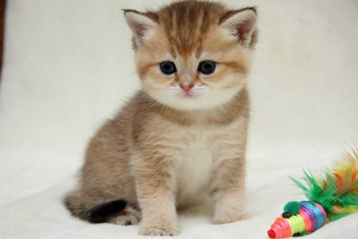 Золотая шиншилла кошка вислоухая