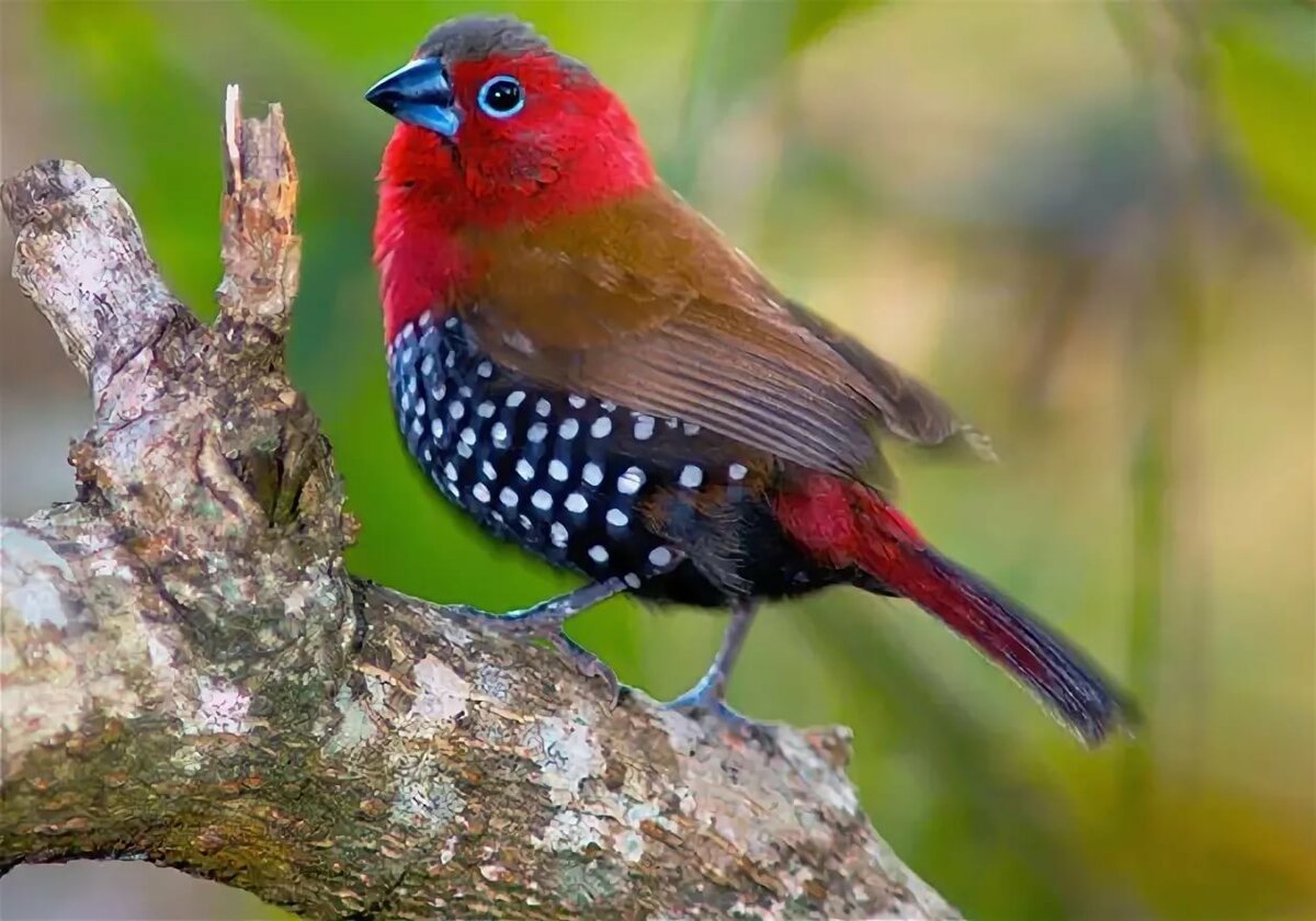 Тигровый астрильд