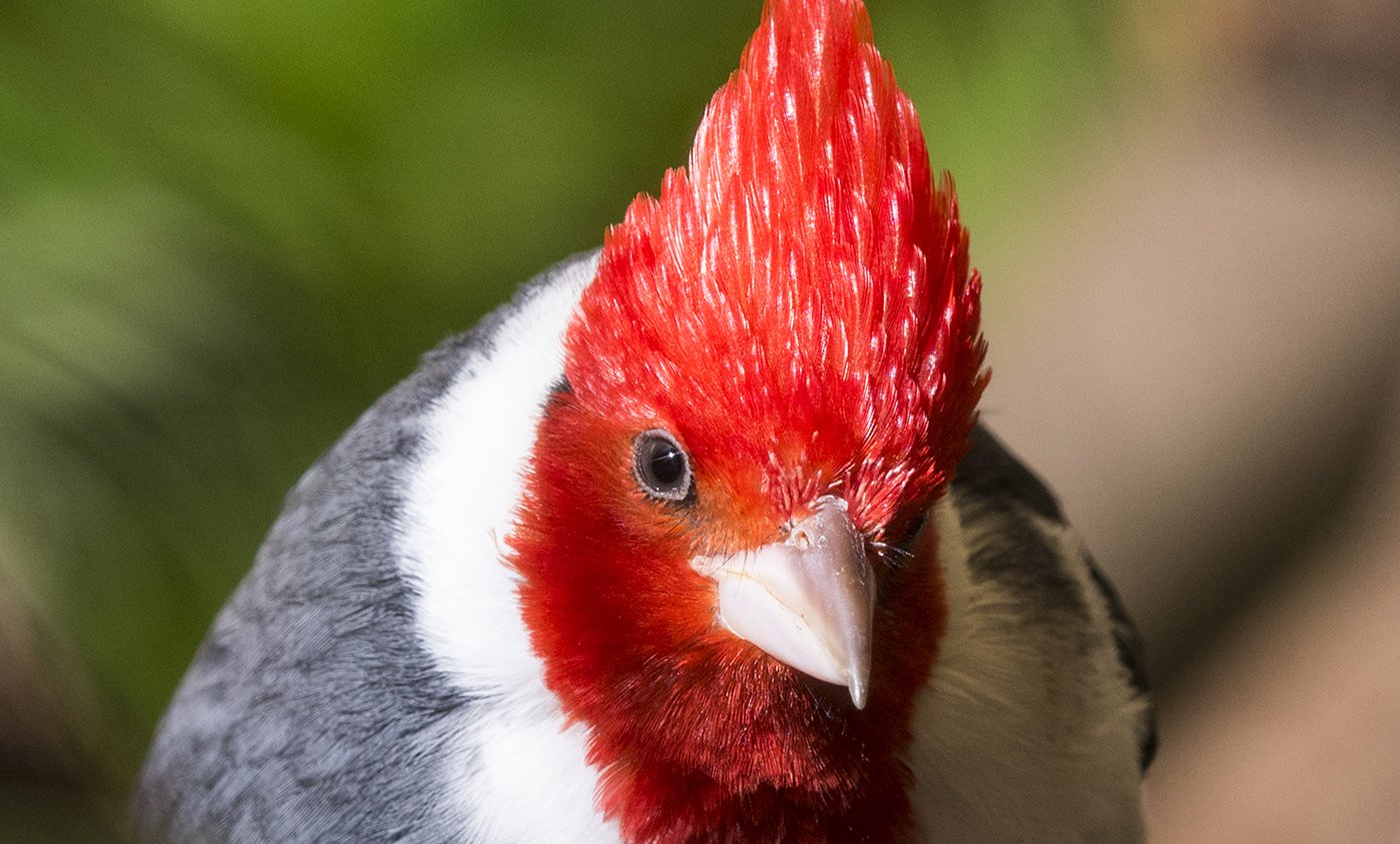 Серый кардинал птица. Краснохохлый Кардинал. Птица Red Crested Cardinal. Белая птица с красной головой. Аргентина птицы красный затылок.