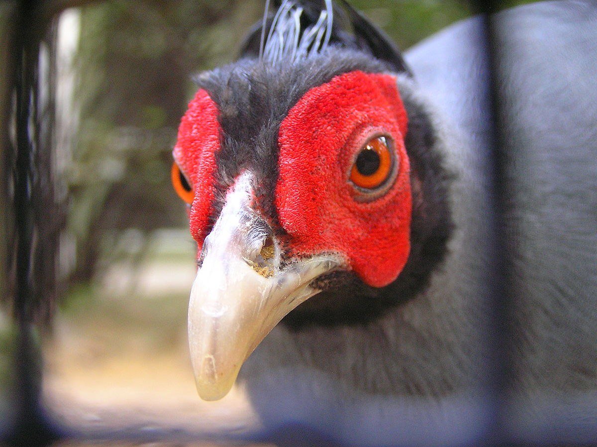 Птичка с красной головкой