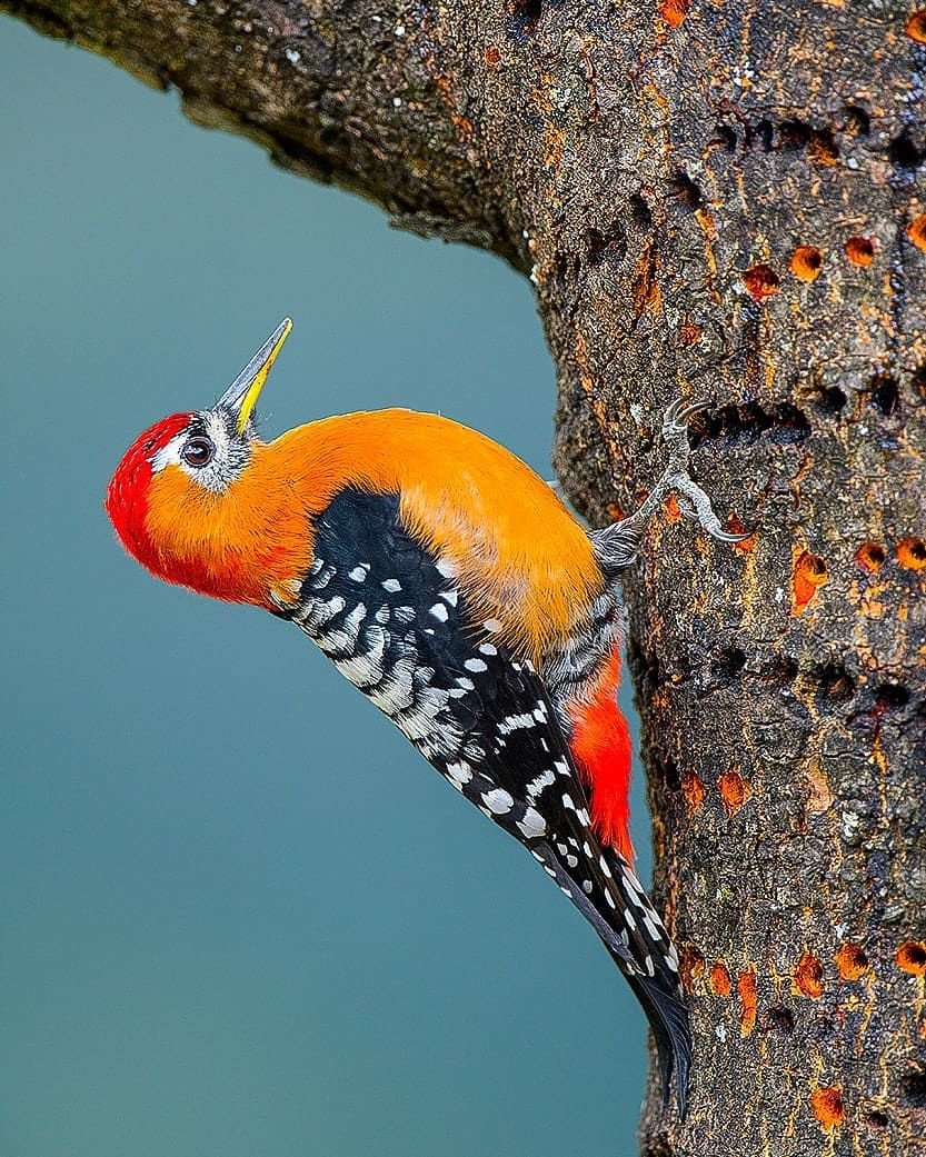 Рыжебрюхий дятел