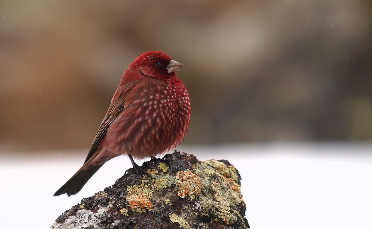 Малиноаогоудая петроика