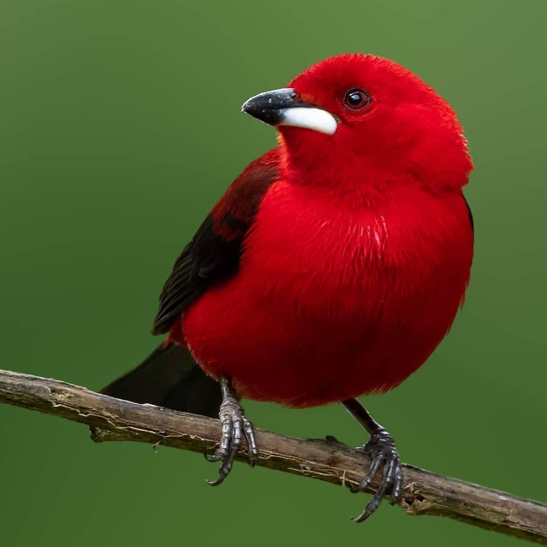 Птицы с красным оперением