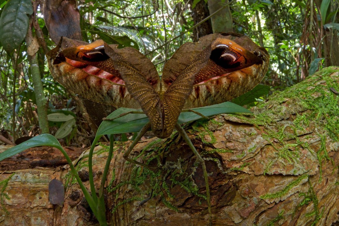 Pterochroza ocellata