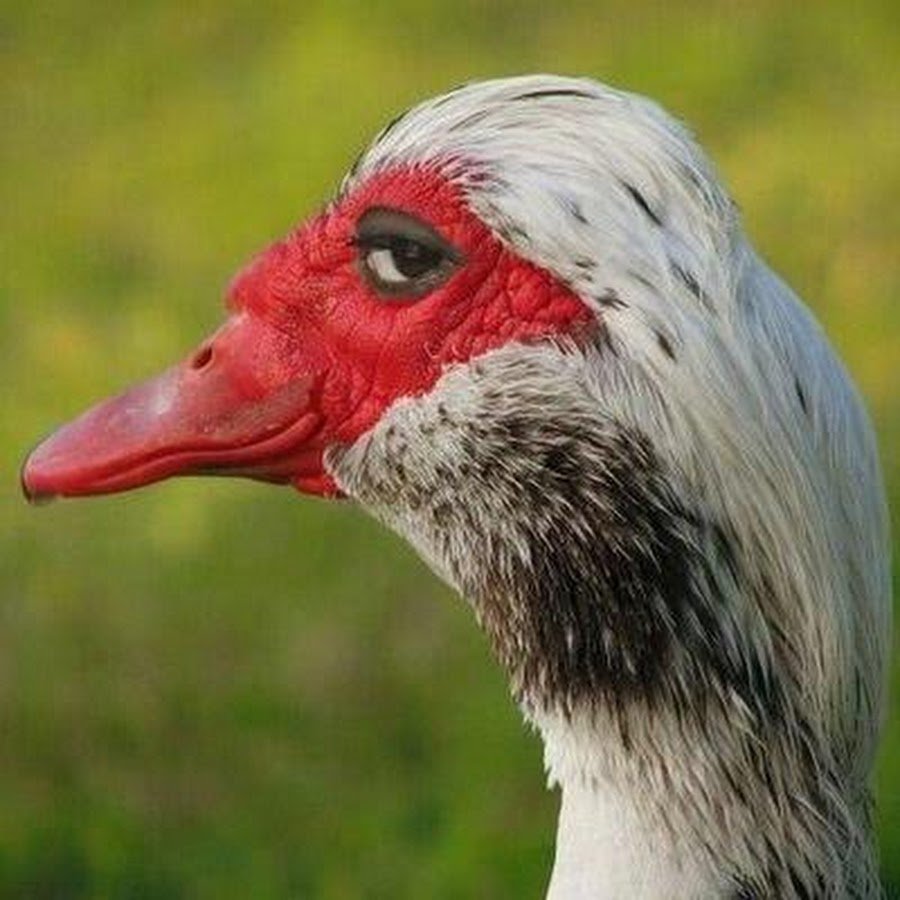 Зеленый дятел муравьед