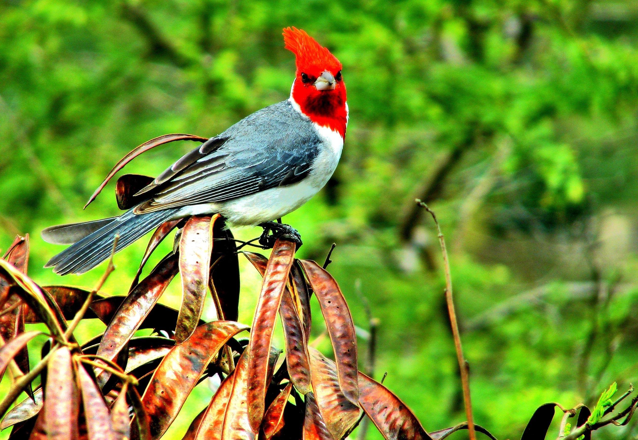 Птица с красной головой - 74 фото