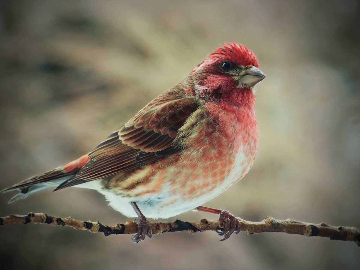 Красный Кардинал ред