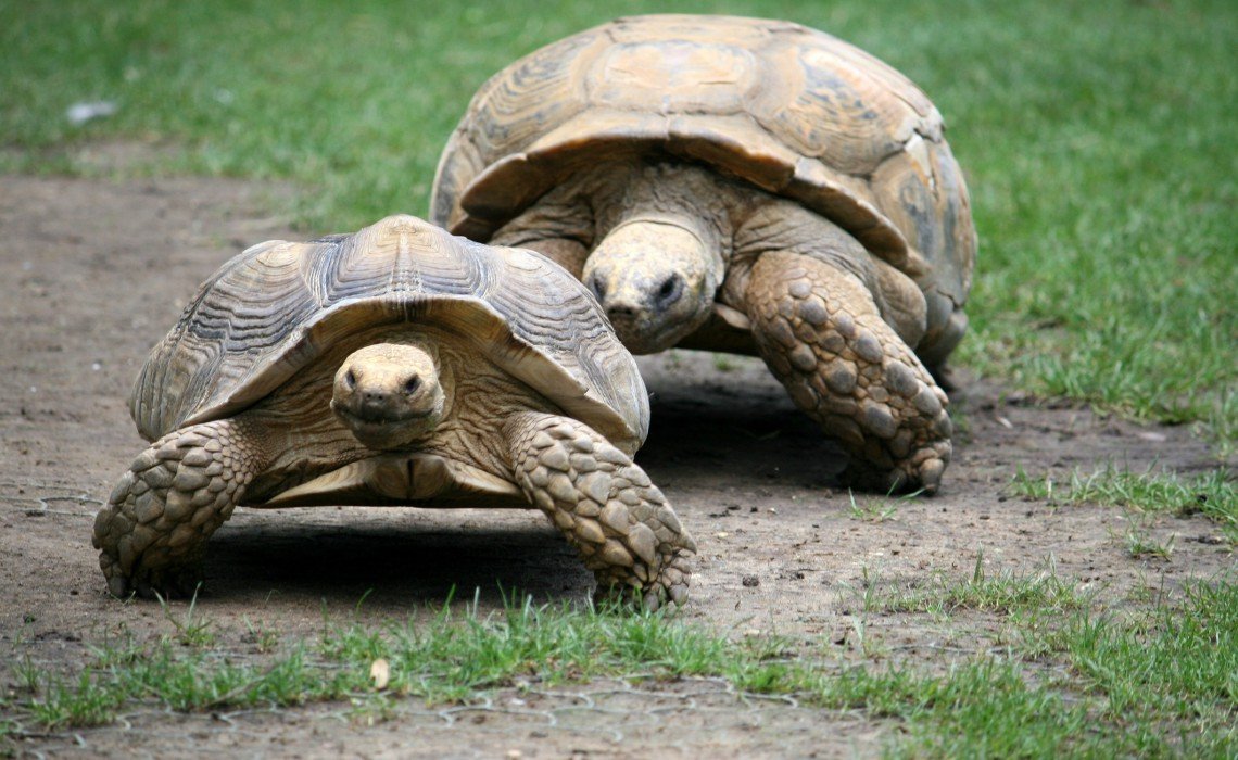 Черепаха ползет в 6 раз медленнее чем. Черепаха ползет. Черепаха ползает. Приползла черепаха. Две черепахи.