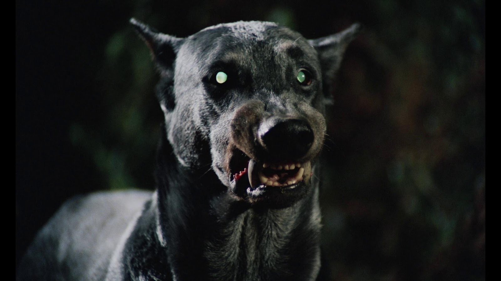 The black dog taylor