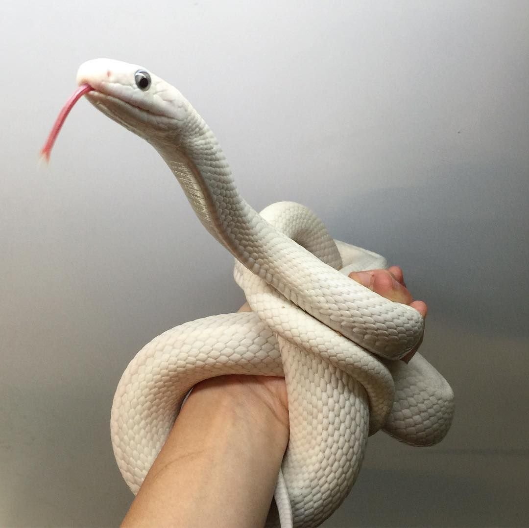 Котюка ( котик и змея вместе