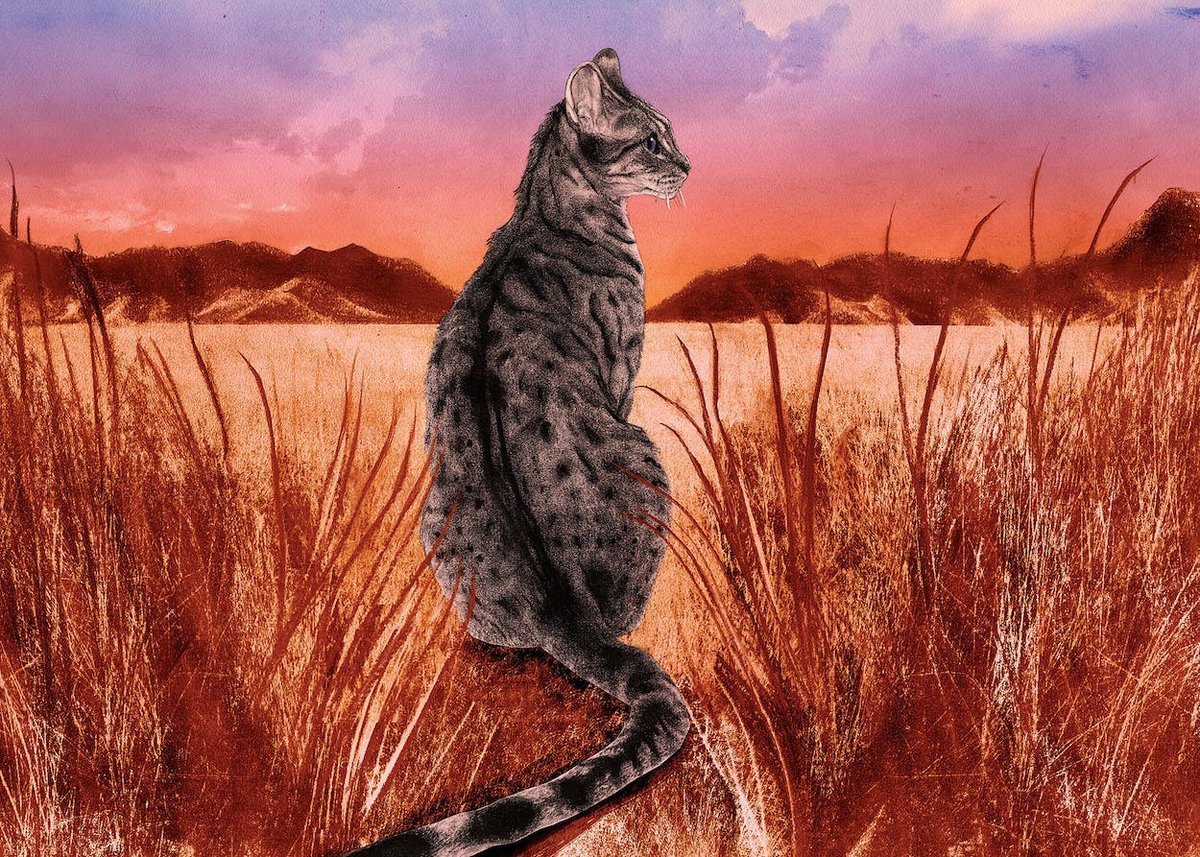 Cat Stack заставка