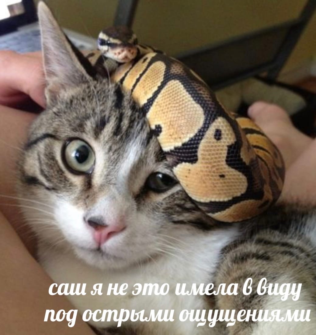 Коты смелые