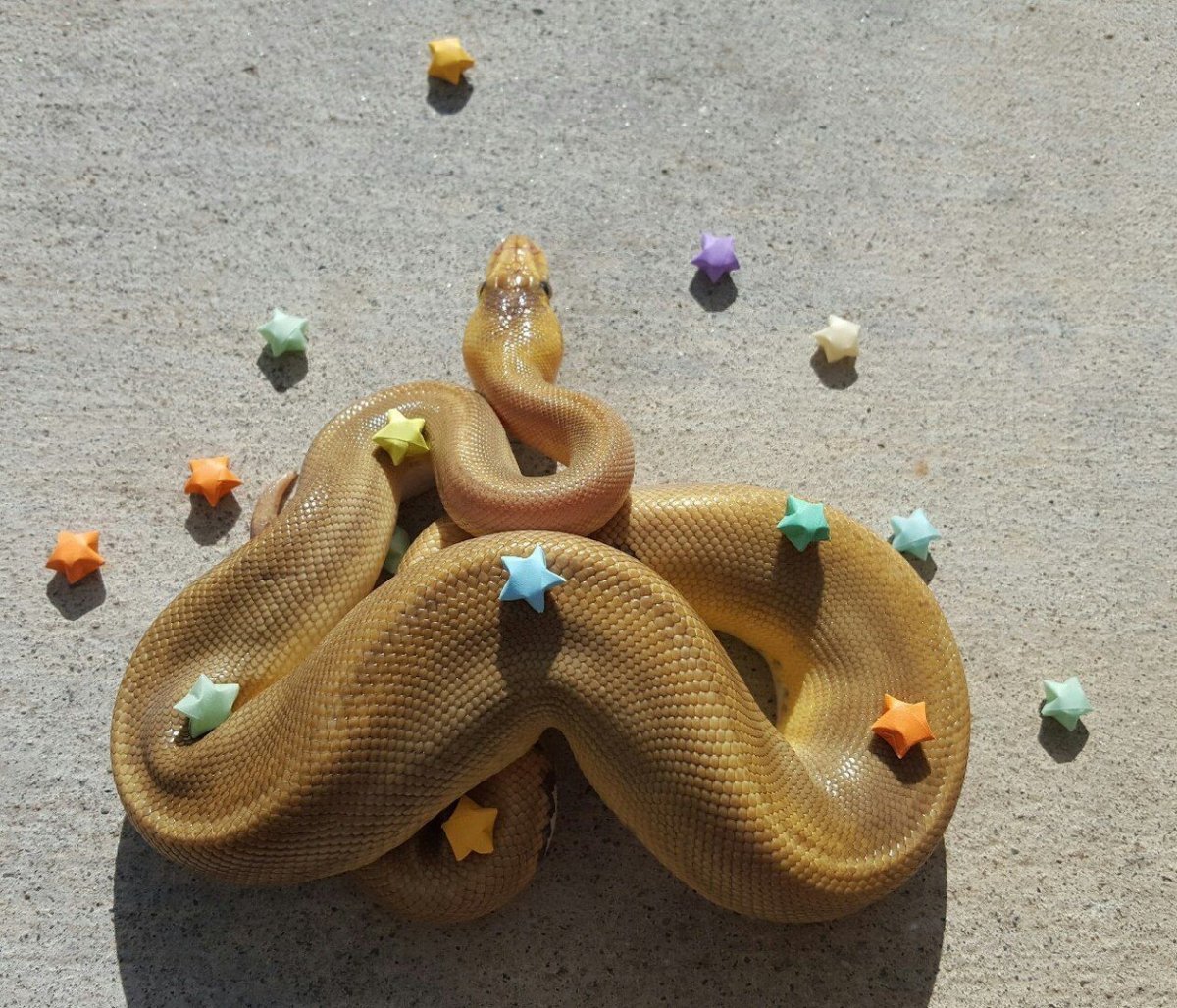 Змея на руке