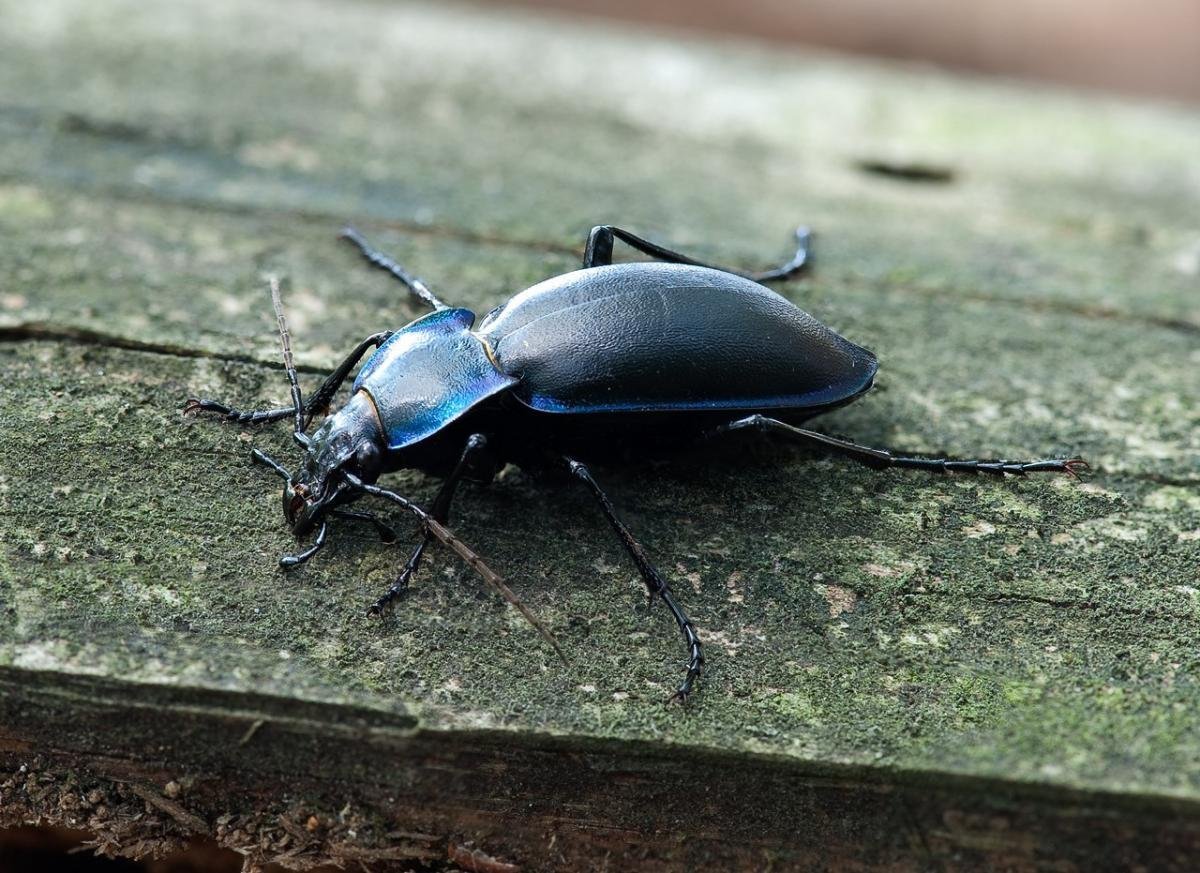 Жук Крымская жужелица